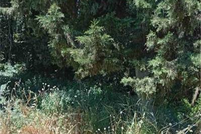 Κάλεσμα κατοίκων για την αντιπυρική προστασία του Άλσους των Φυλακών