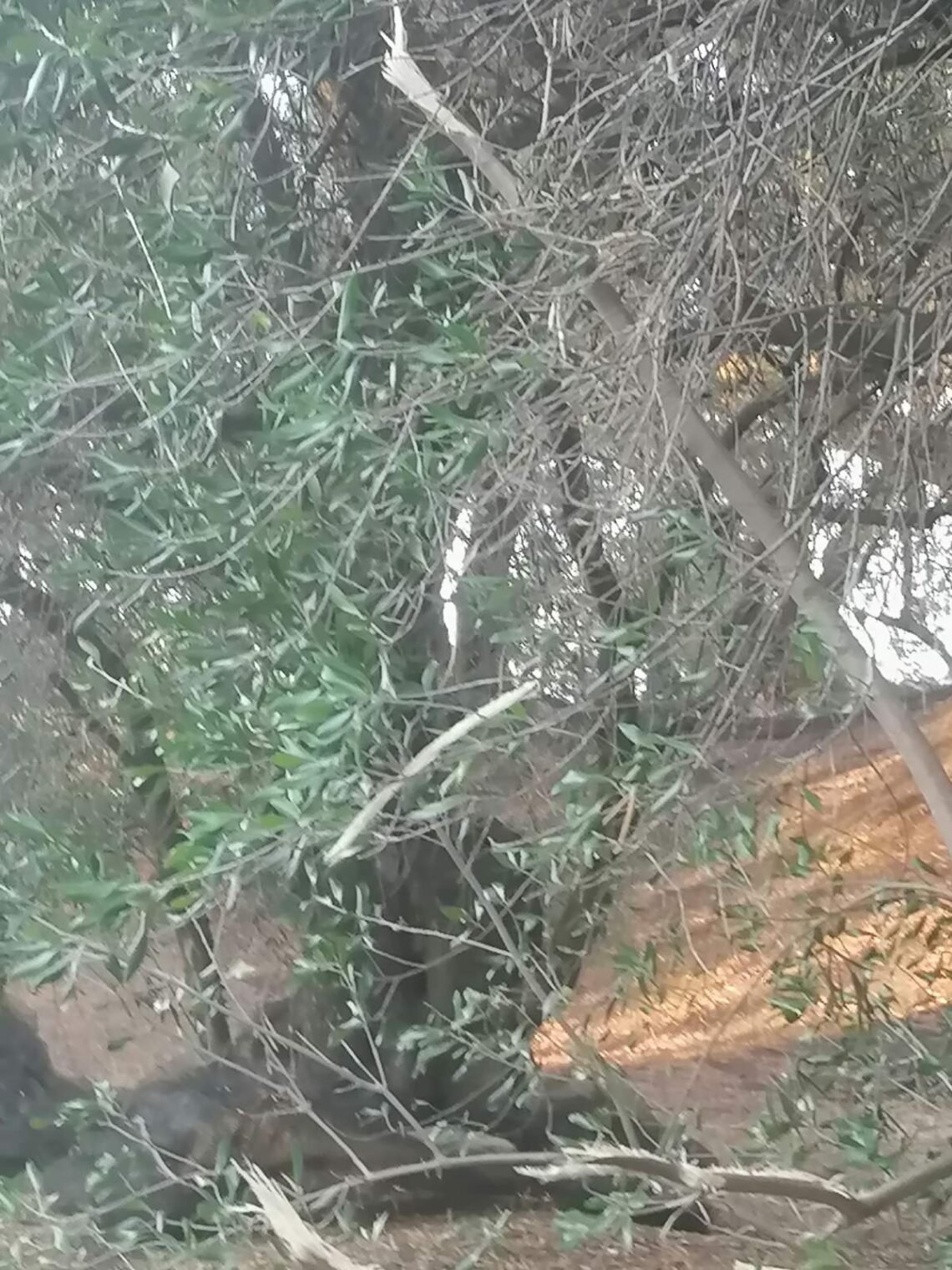 thamnokopi 3 1140x1520